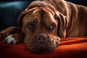 Хронический бронхит и рецидивирующая пневмония у собак