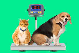 Лечение ожирения у собак и кошек