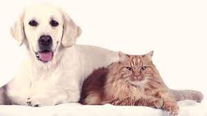 Парастезия у собак и кошек