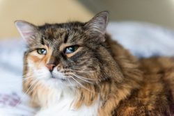 Вирусная лейкемия и вирус иммунодефицита кошек