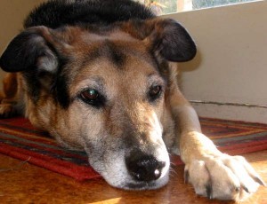 Парезы и паралич тазовых конечностей у собак
