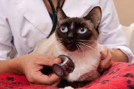 Бронхиальная астма у кошек